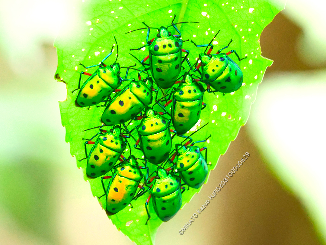 ナナホシキンカメムシ成虫集団