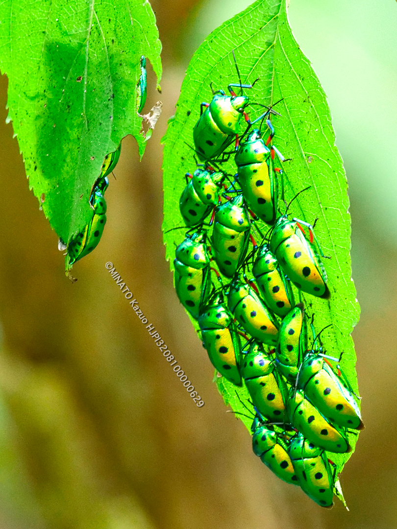 ナナホシキンカメムシ成虫集団