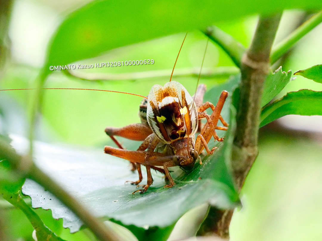 キマダラマツムシ