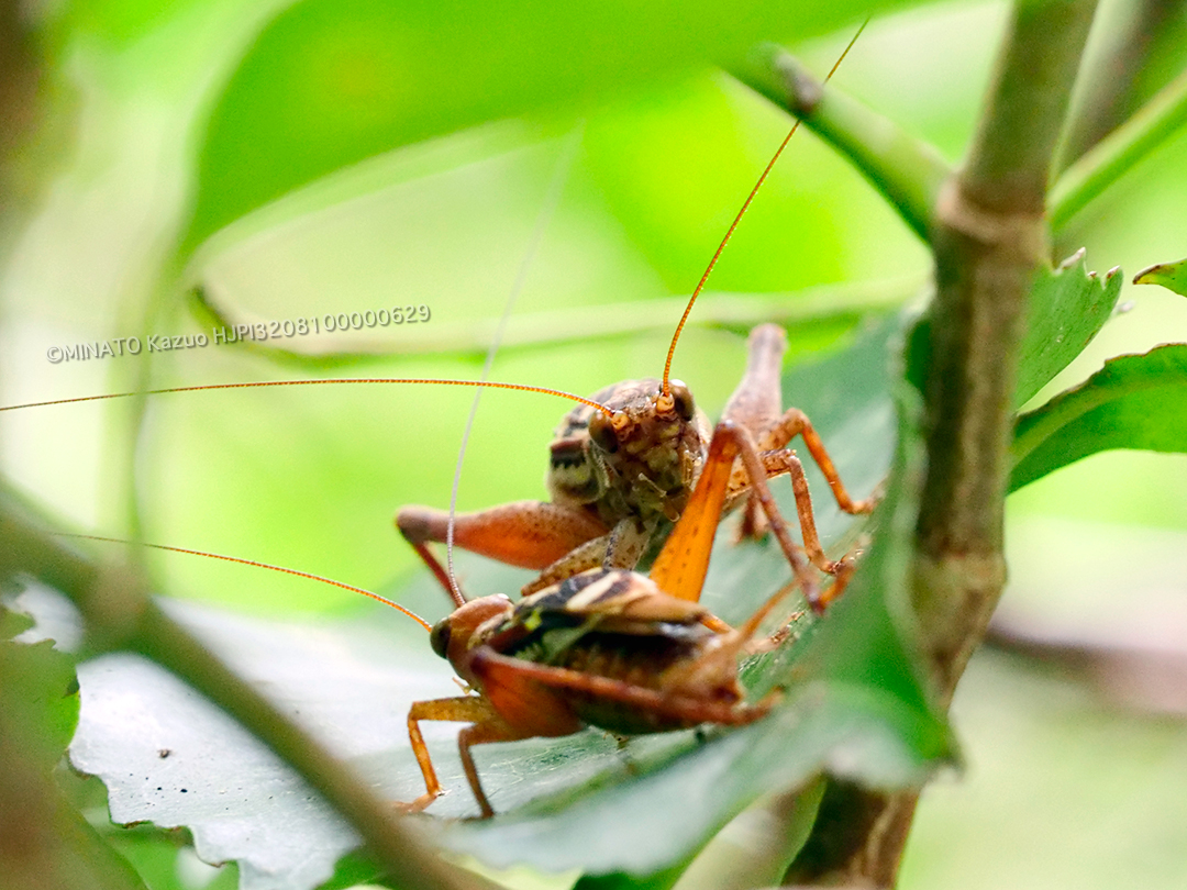 キマダラマツムシ