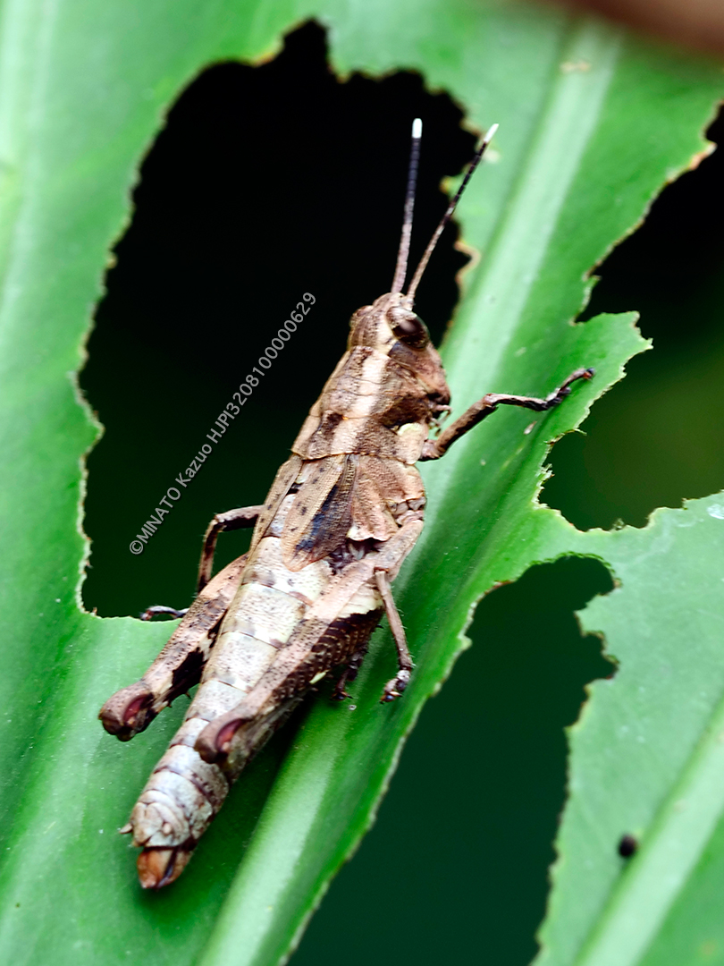オキナワモリバッタ