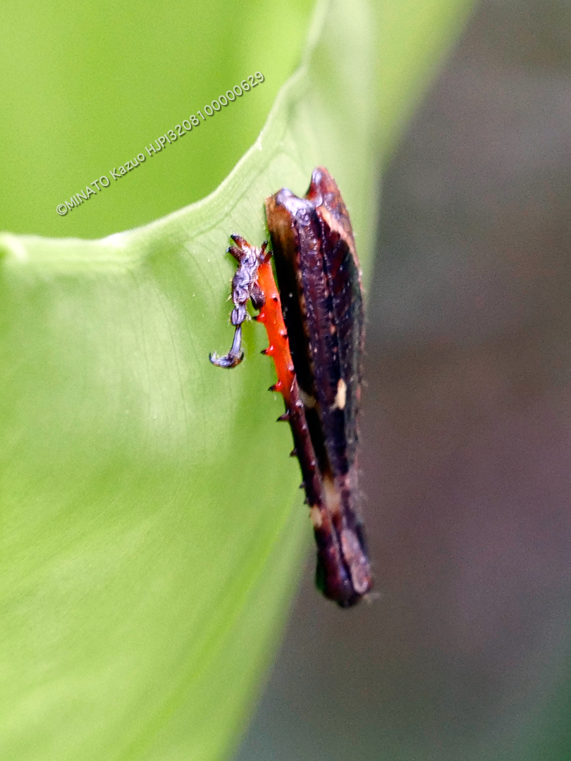 オキナワモリバッタ