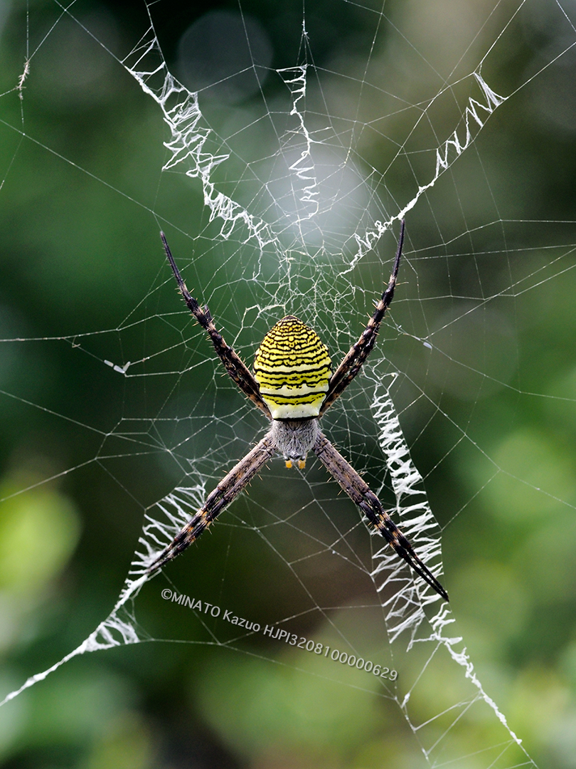 ナガマルコガネグモ