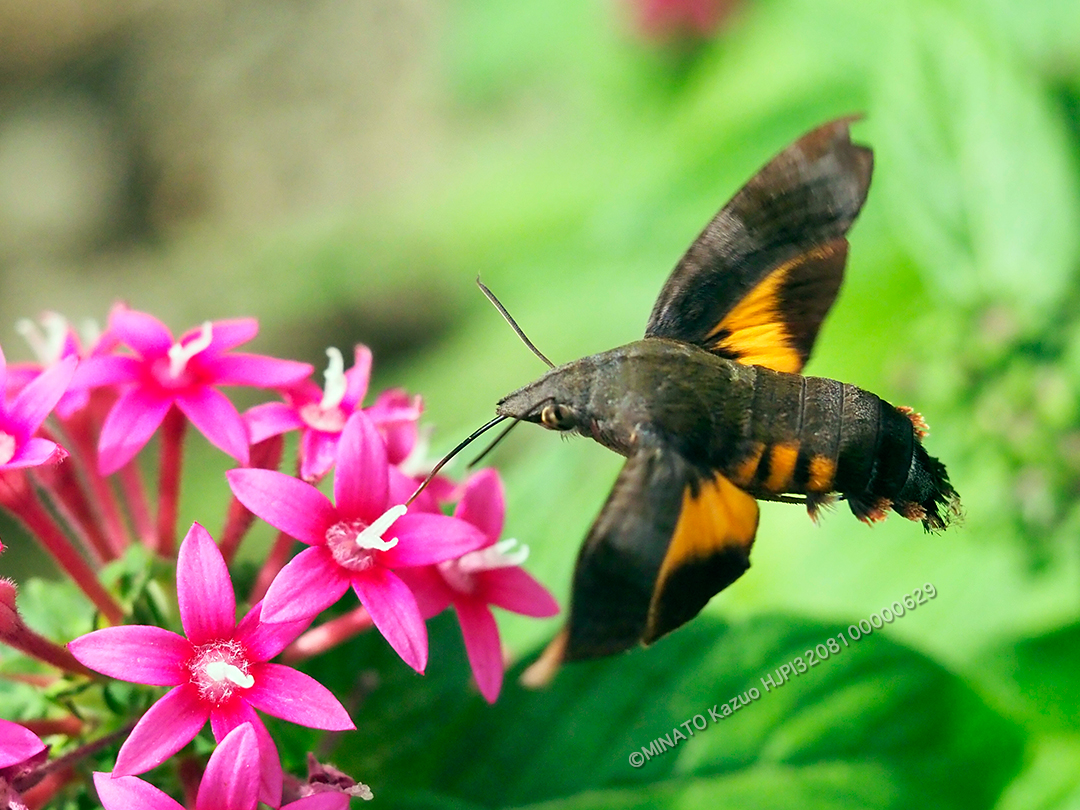 オキナワクロホウジャク？