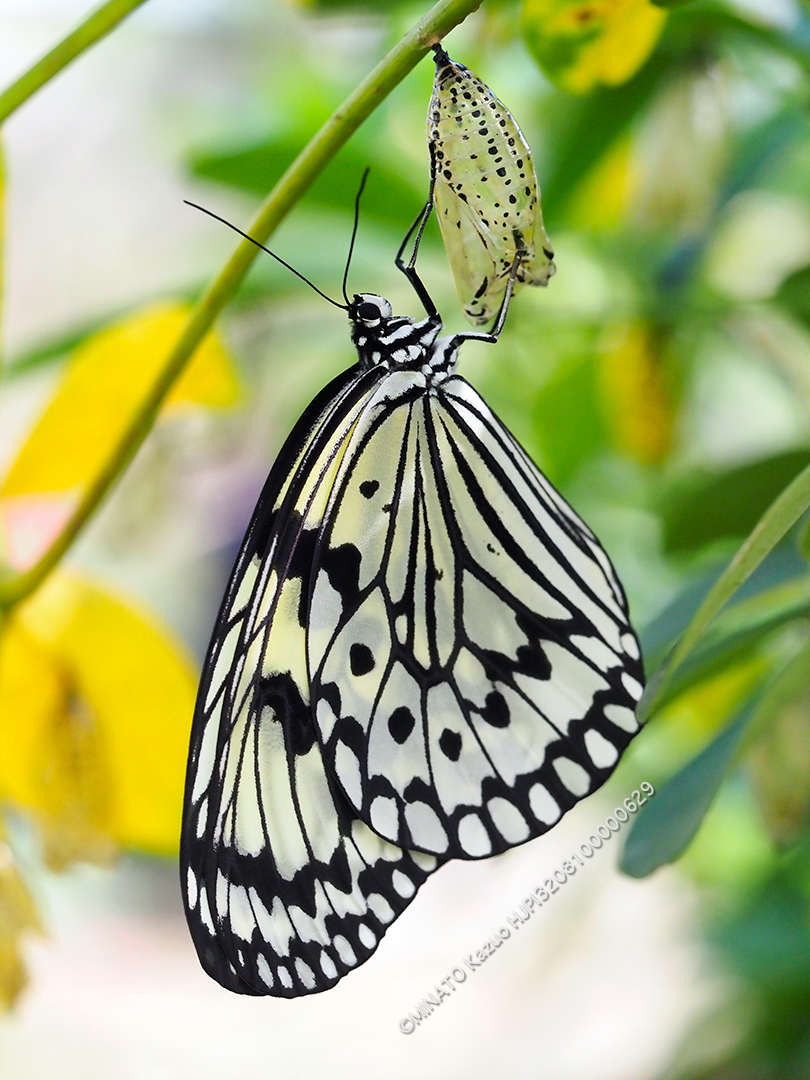 オオゴマダラ羽化