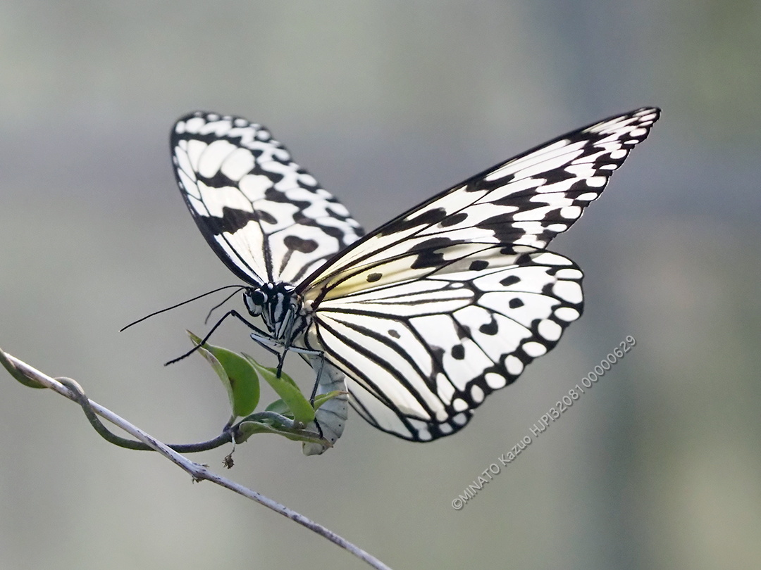 オオゴマダラ産卵