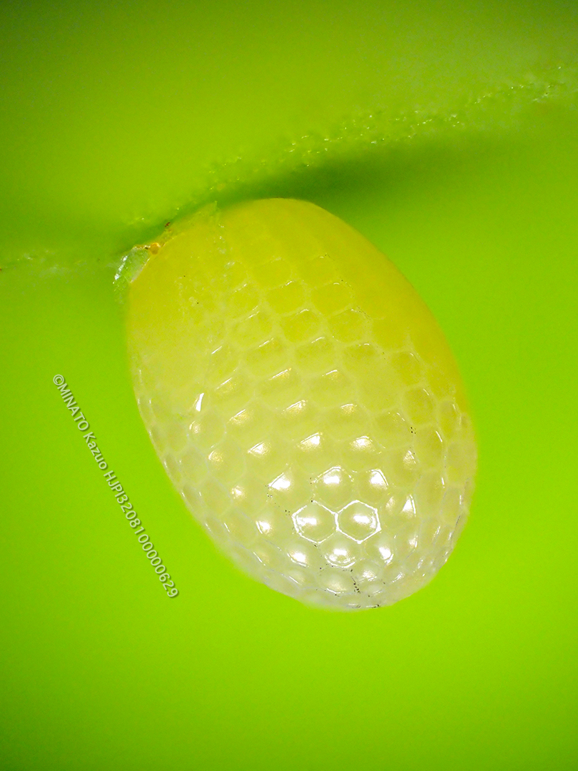 オオゴマダラ卵(68枚深度合成)