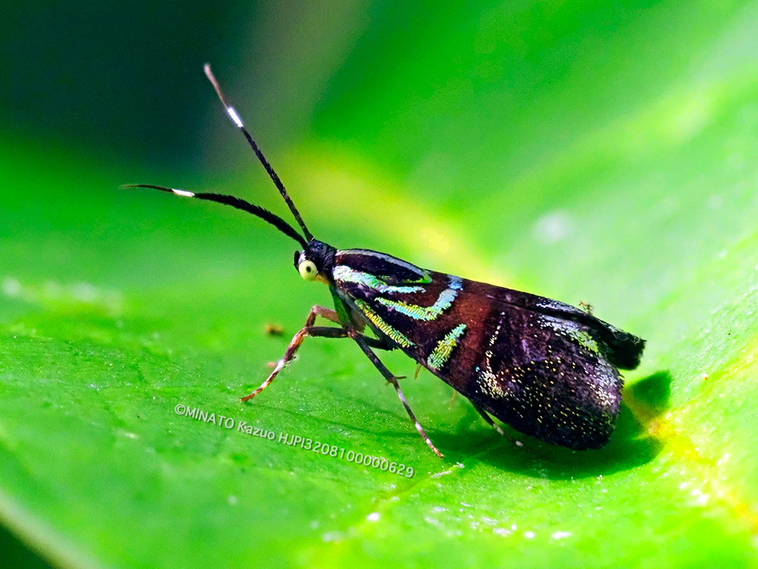 イヌビワオオハマキモドキ