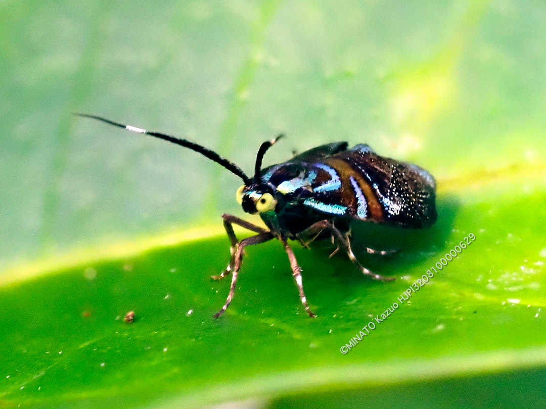 イヌビワオオハマキモドキ