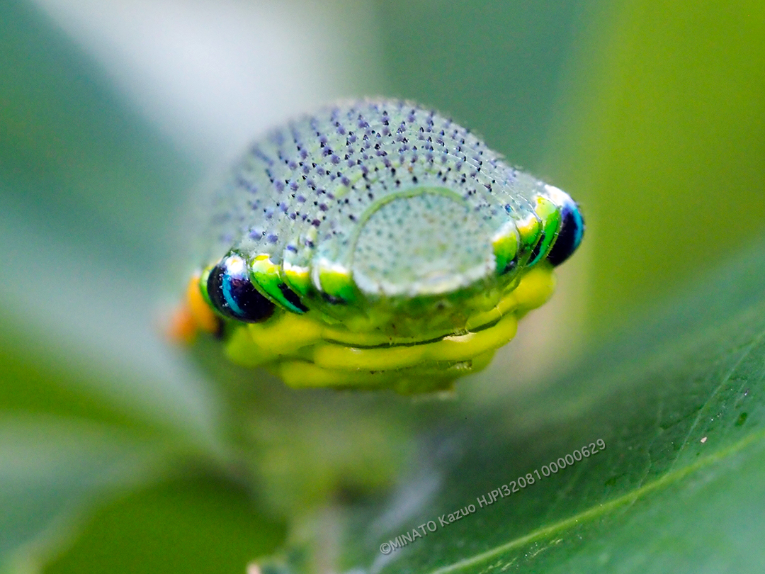 ツマベニチョウ幼虫