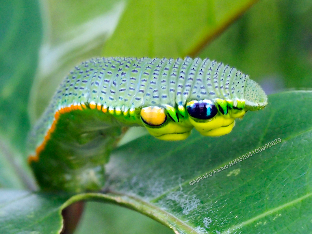 ツマベニチョウ幼虫