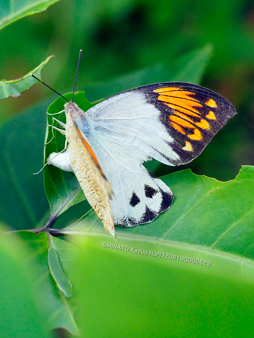 ツマベニチョウ産卵