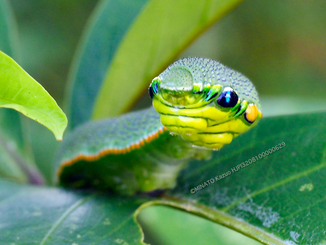 ツマベニチョウ幼虫