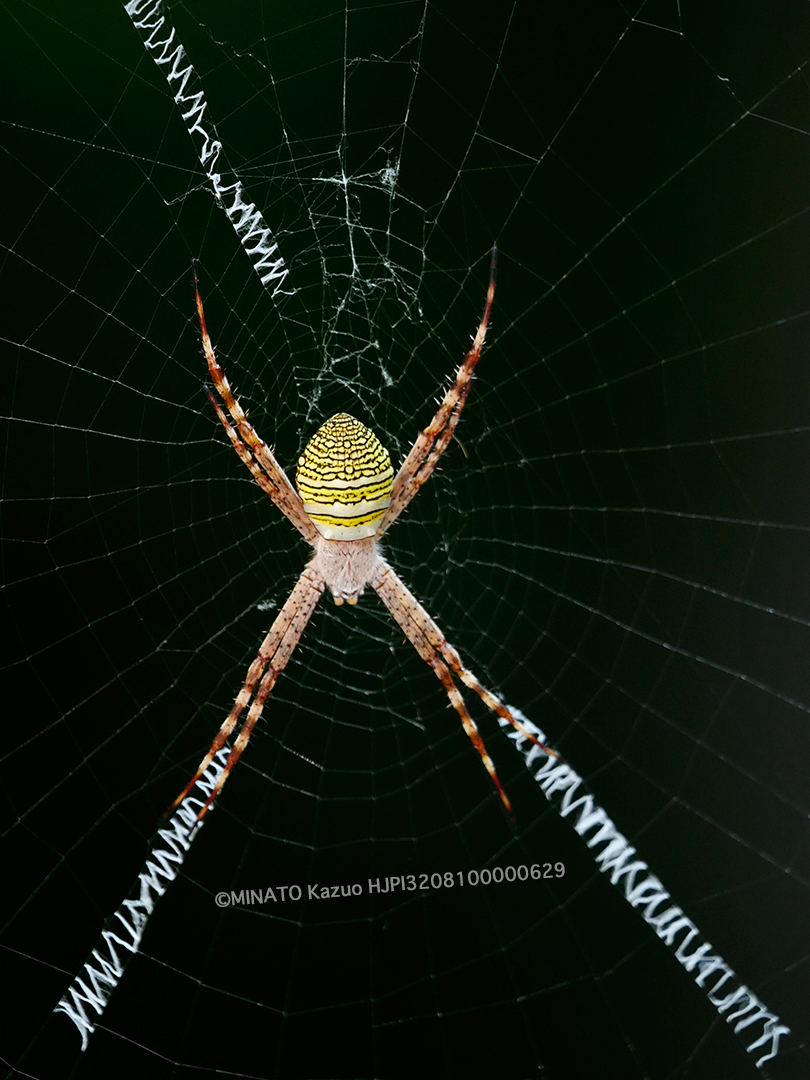 ナガマルコガネグモ