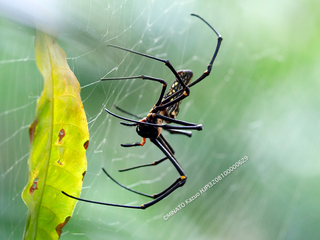 オオジョロウグモ