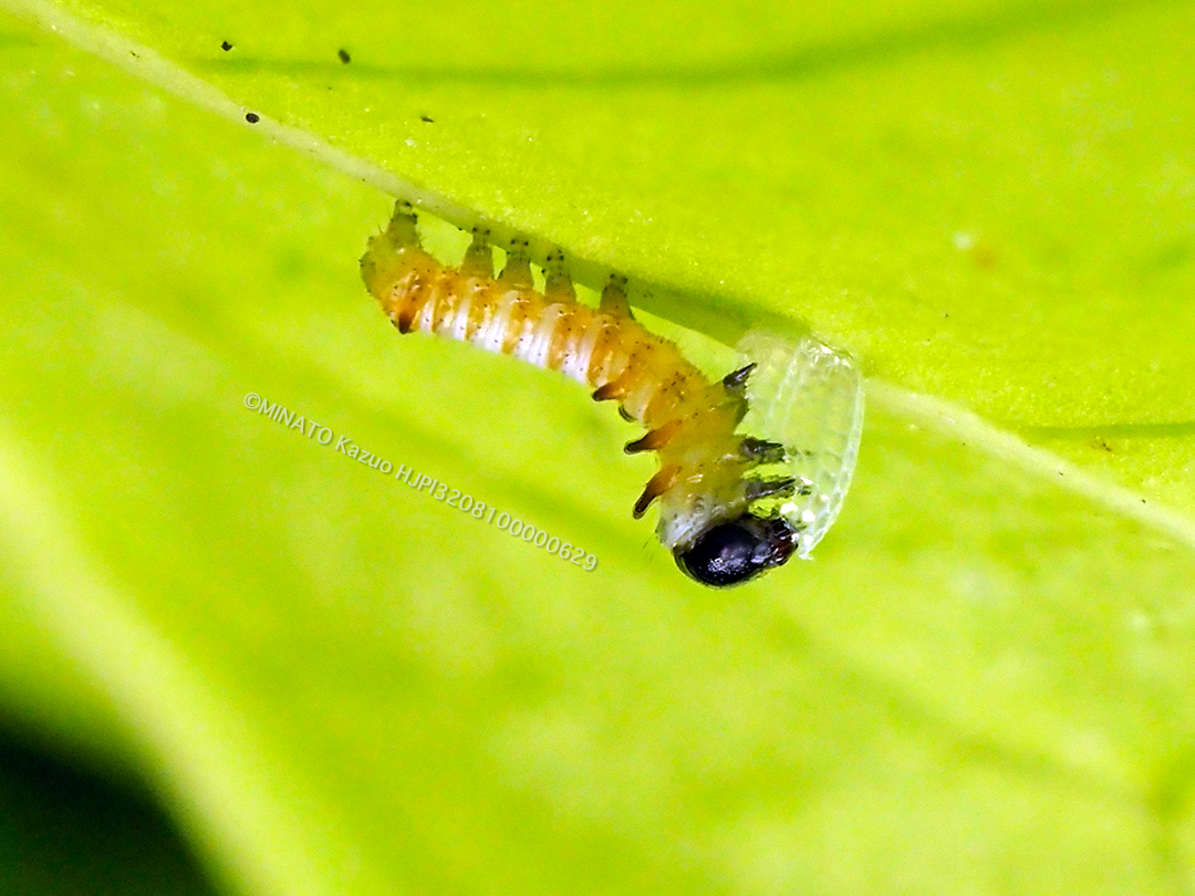 オオゴマダラ孵化幼虫