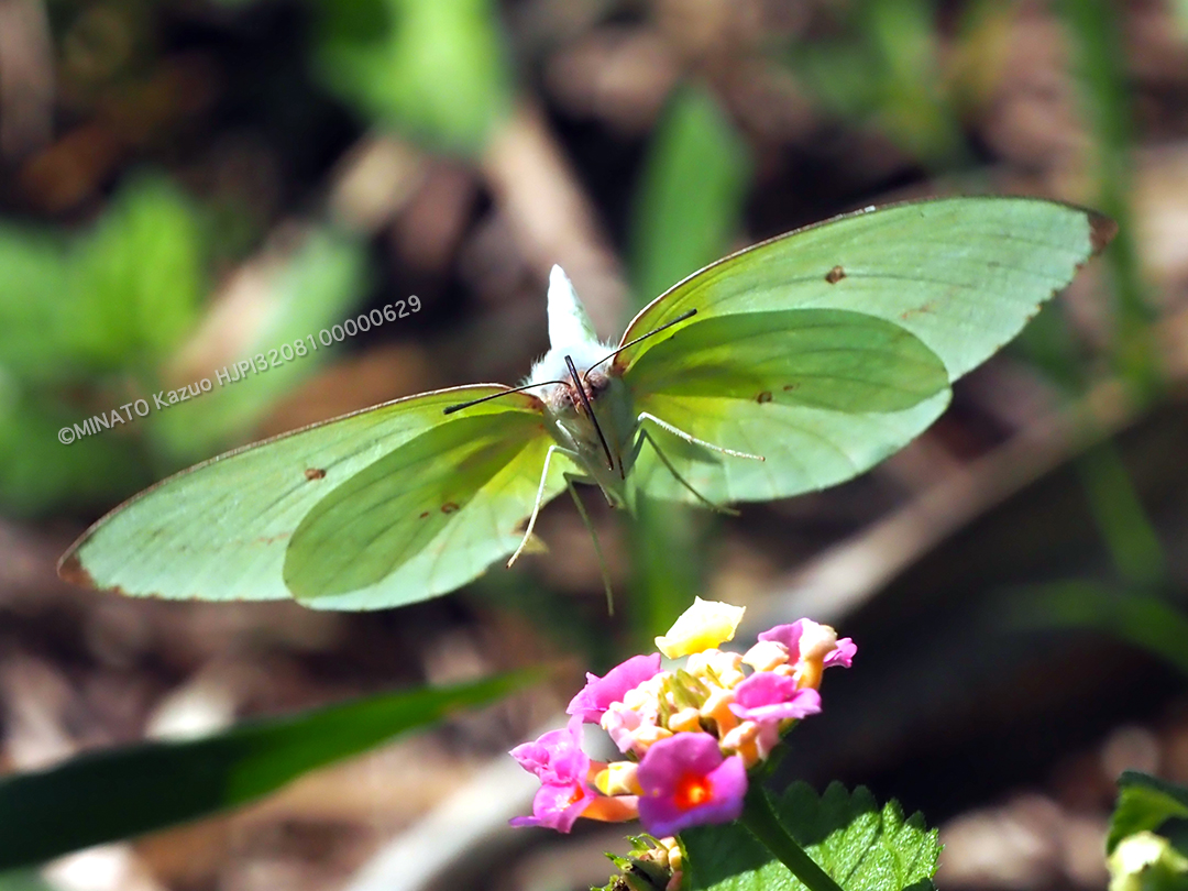 ウスキシロチョウ