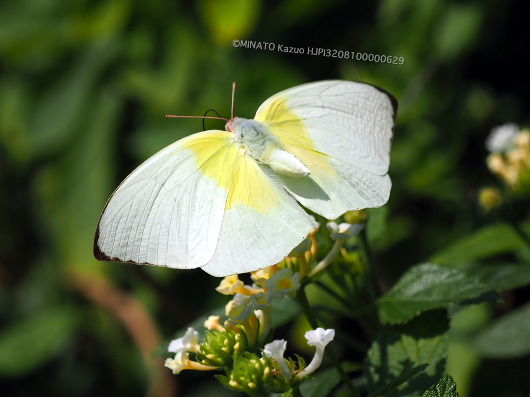 ウスキシロチョウ