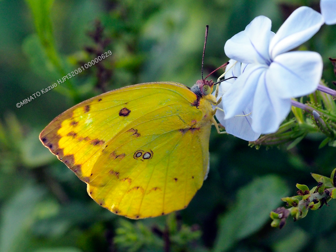 ウスキシロチョウ雌