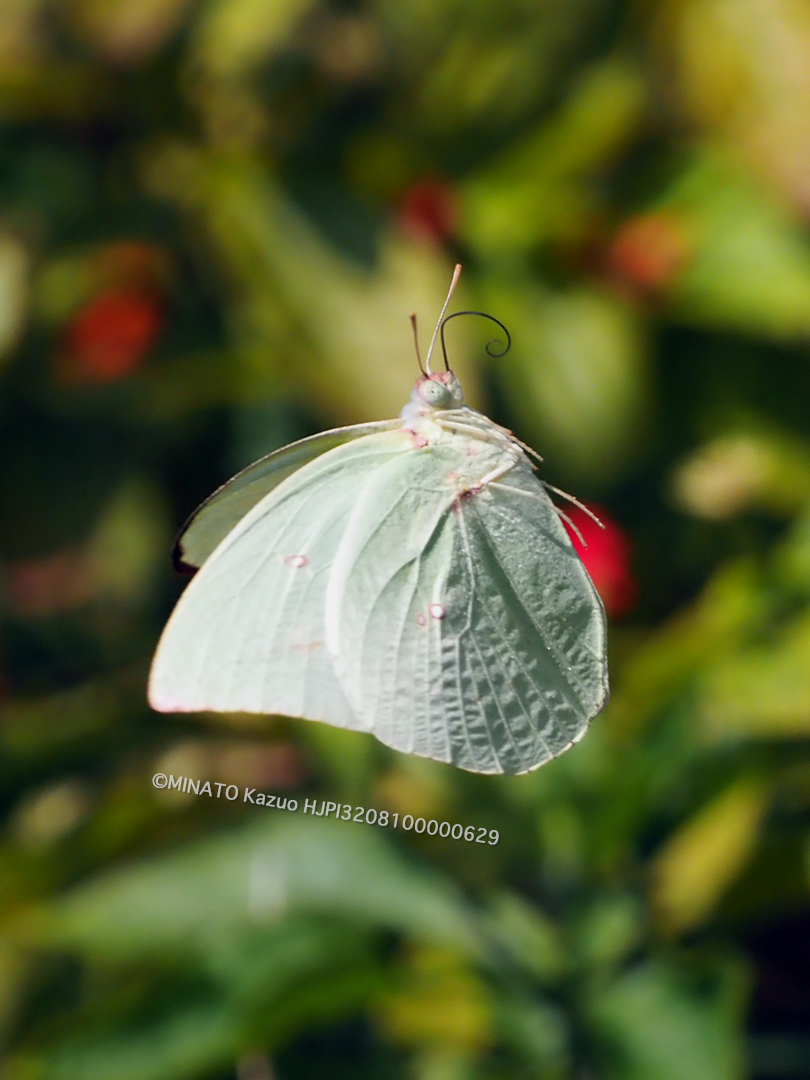 ウスキシロチョウ雄