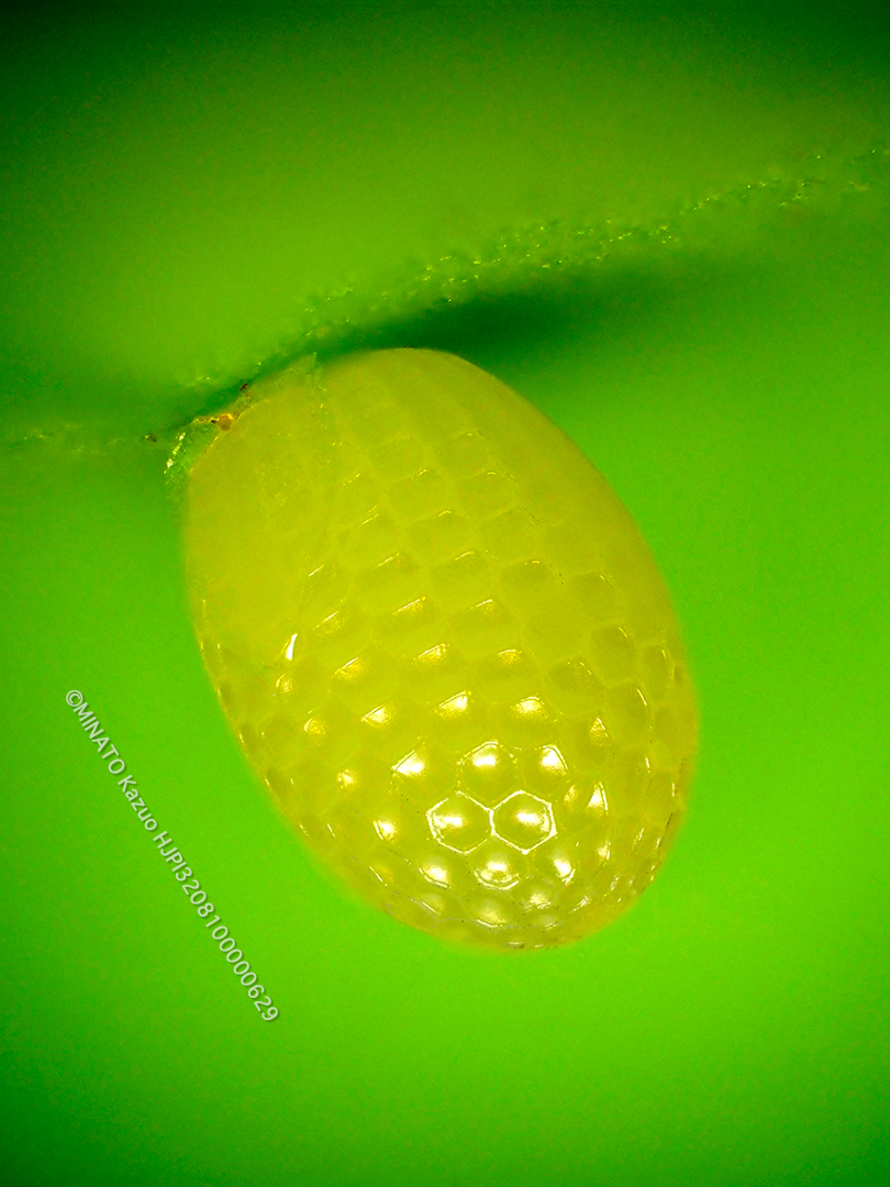 オオゴマダラ卵