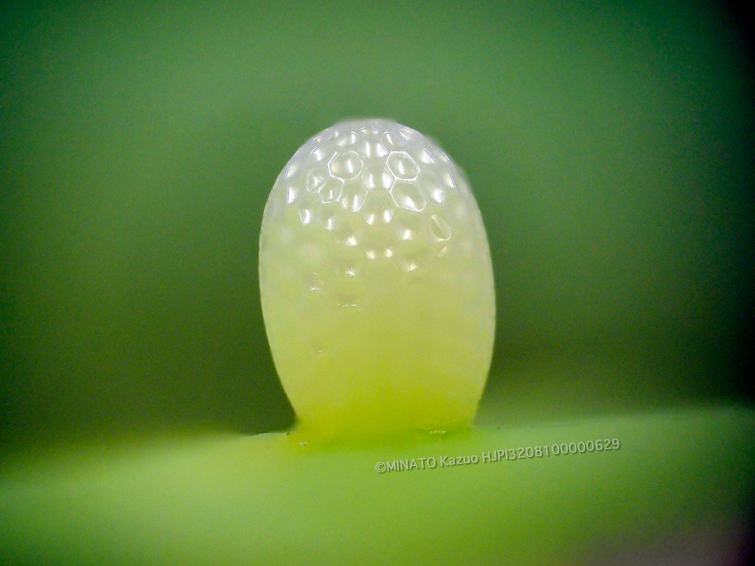 オオゴマダラ卵