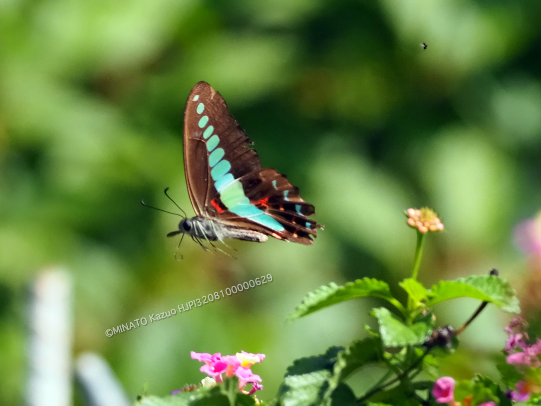 アオスジアゲハ