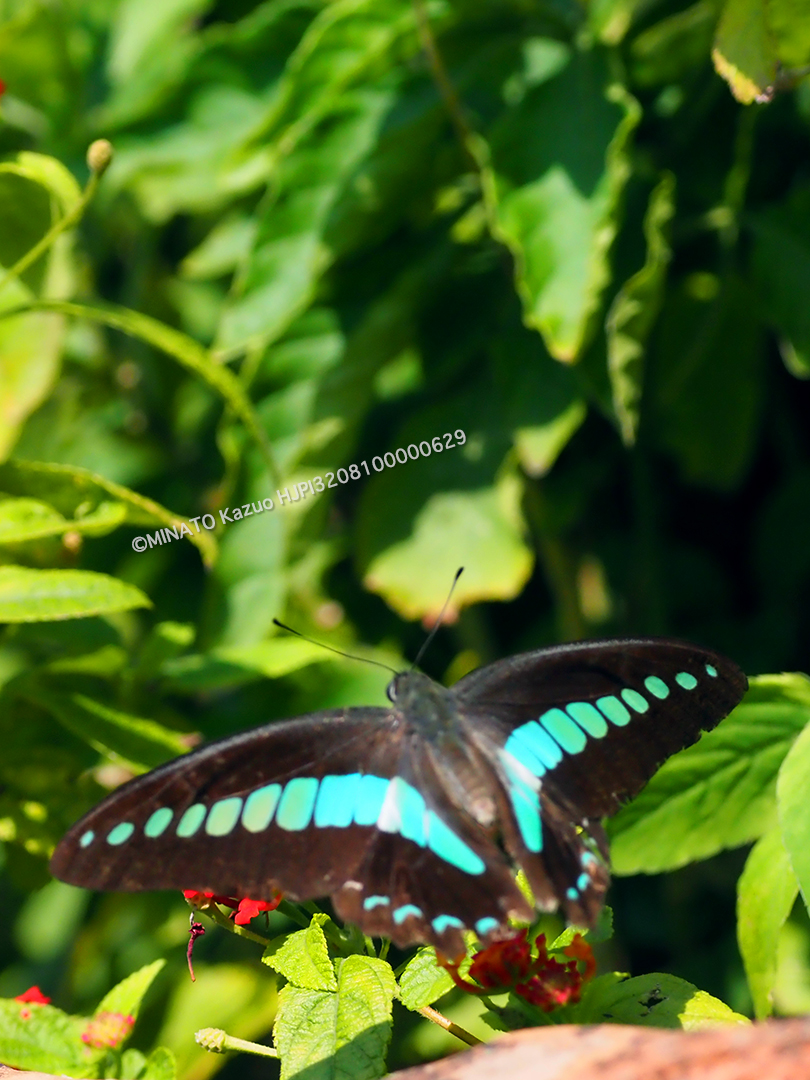 アオスジアゲハ