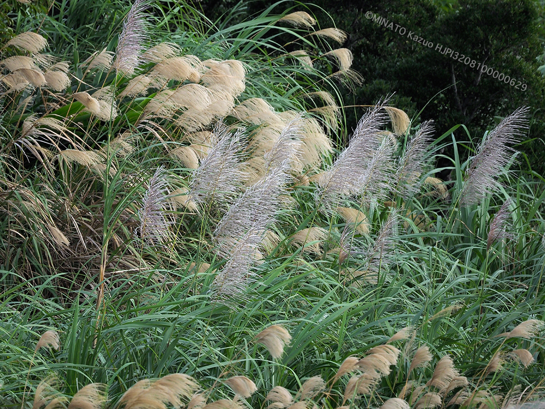 ススキとサトウキビ