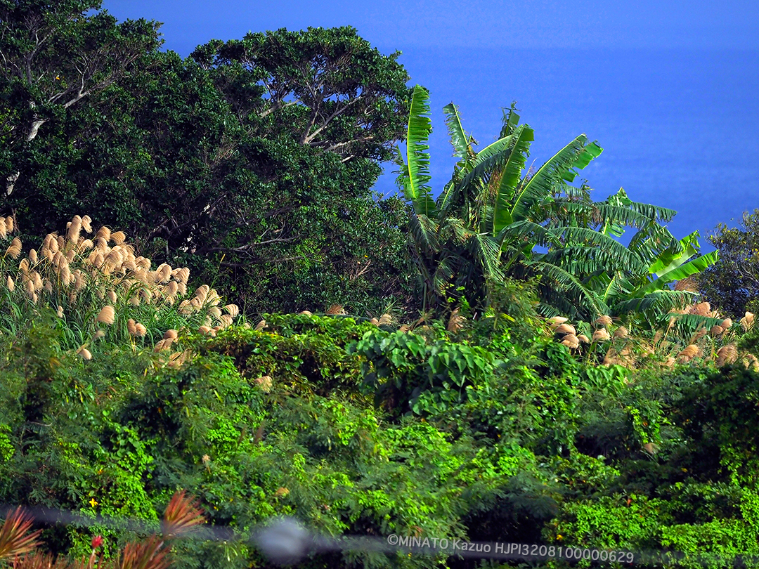 ススキとバナナ
