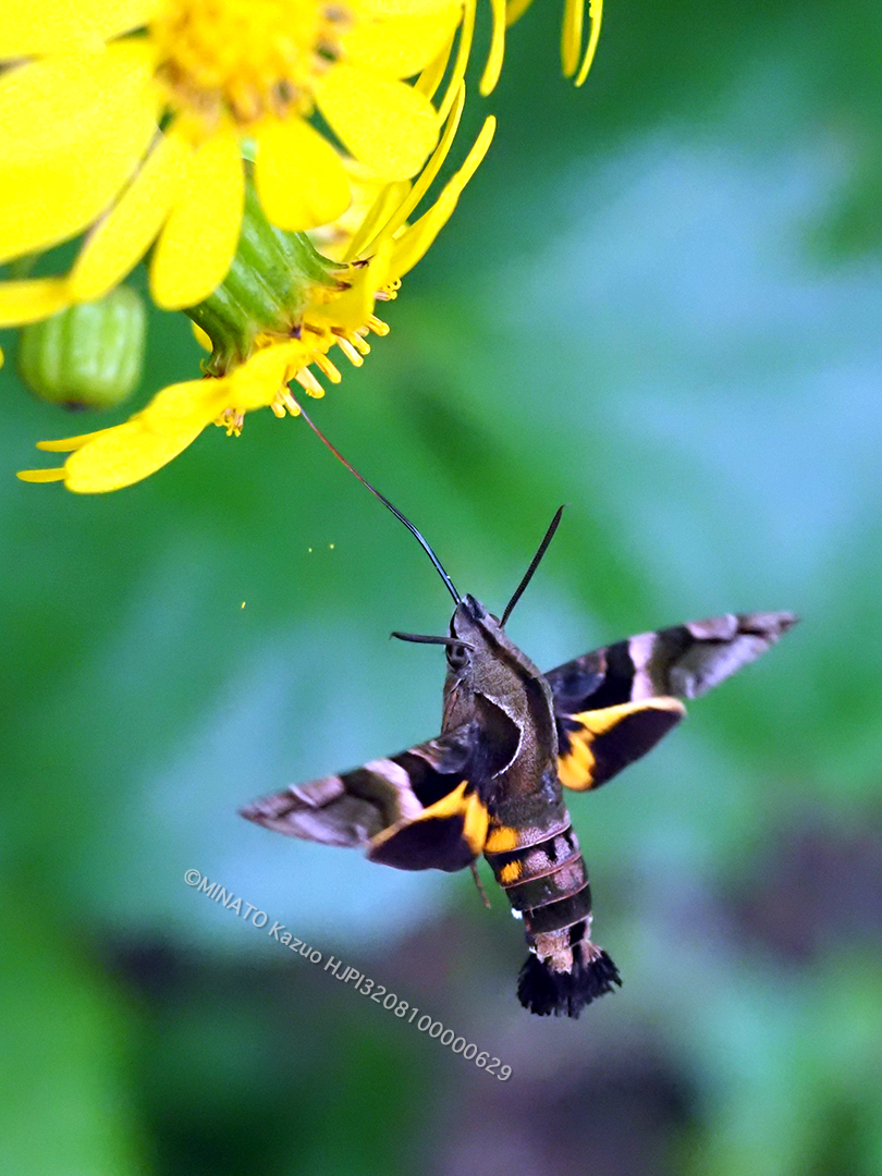 イチモンジホウジャク