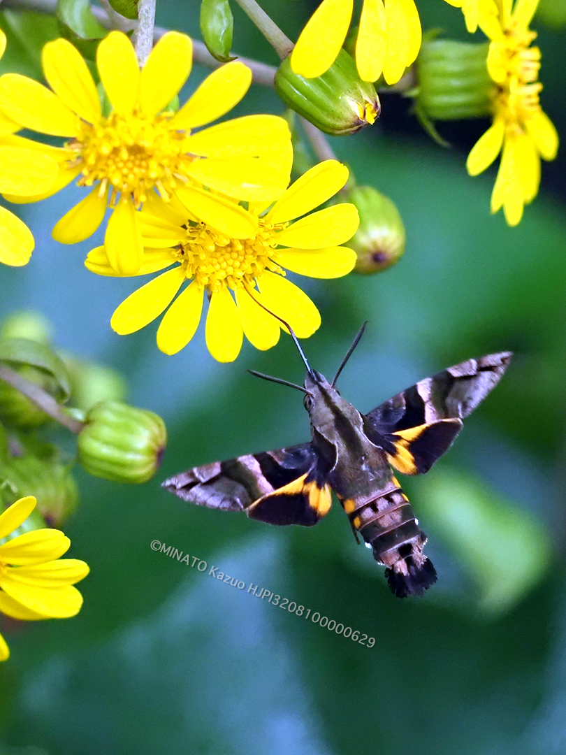 イチモンジホウジャク