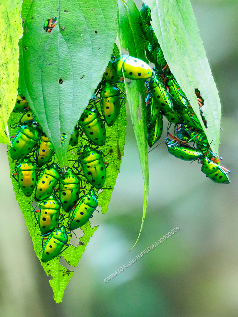 ナナホシキンカメムシ