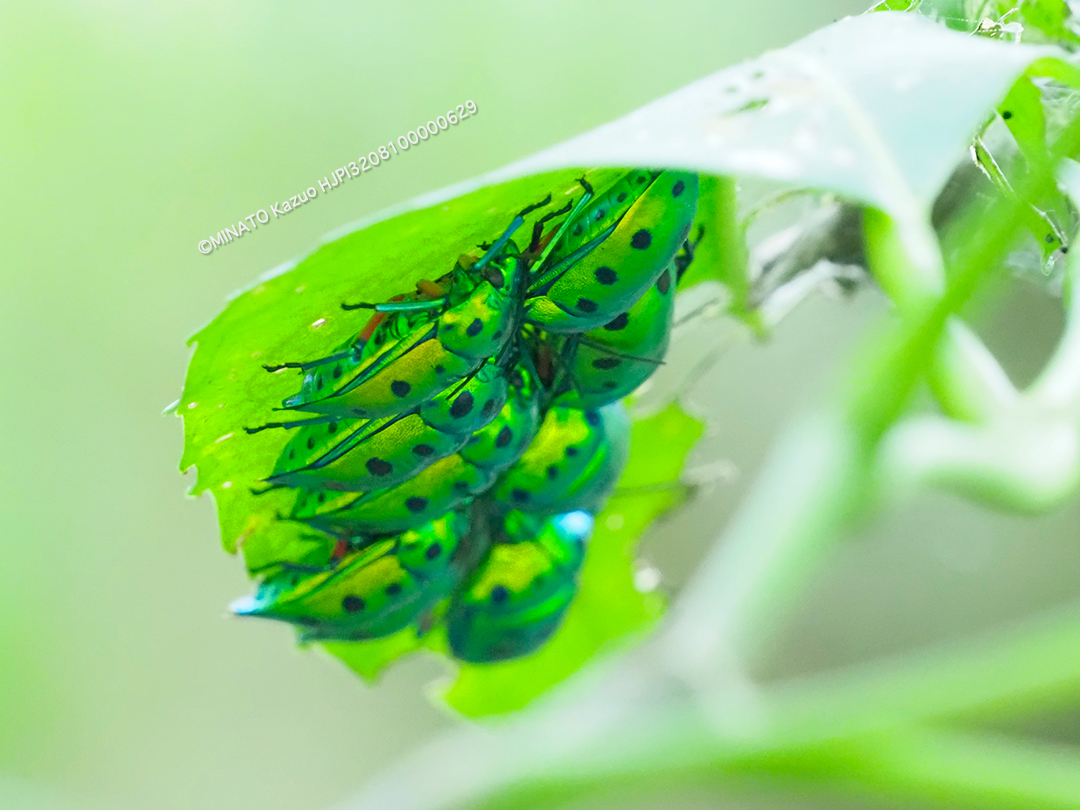 ナナホシキンカメムシ