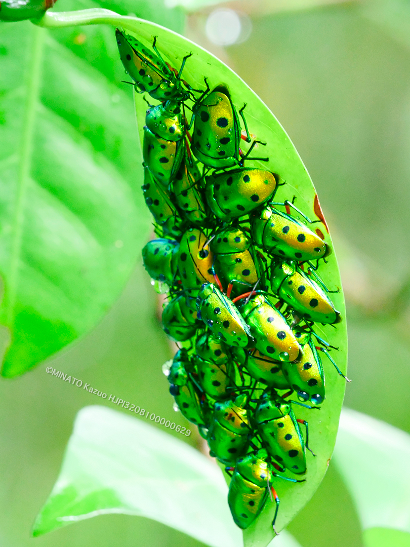 ナナホシキンカメムシ