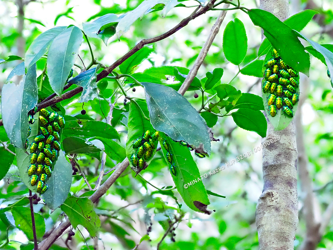 ナナホシキンカメムシ