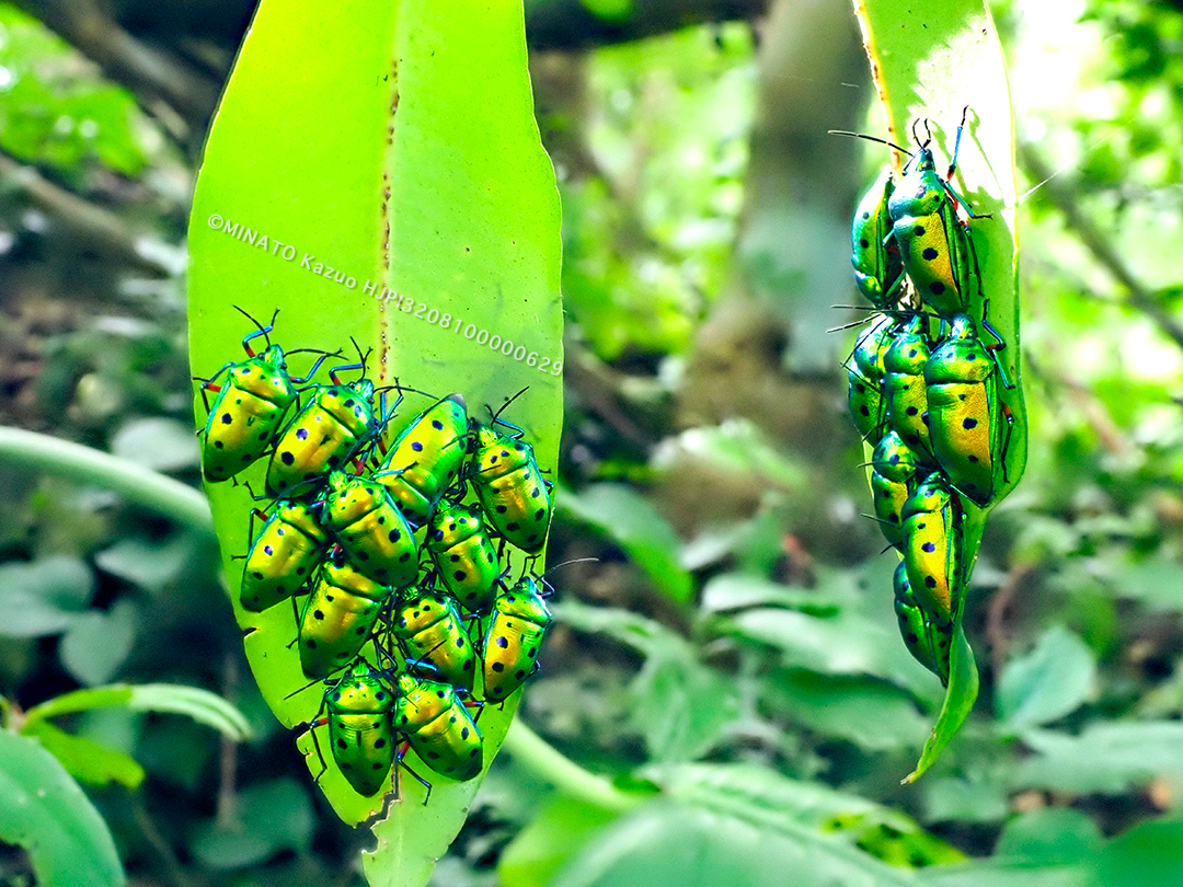 ナナホシキンカメムシ