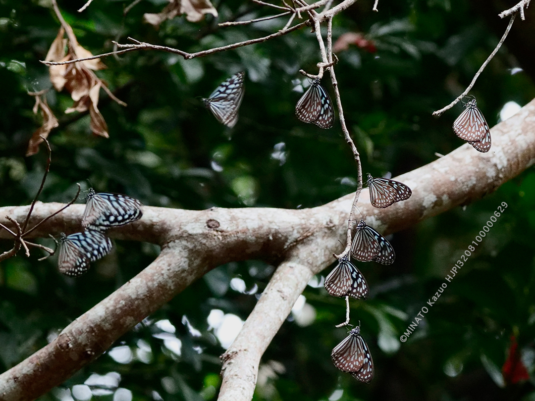 リュウキュウアサギマダラ