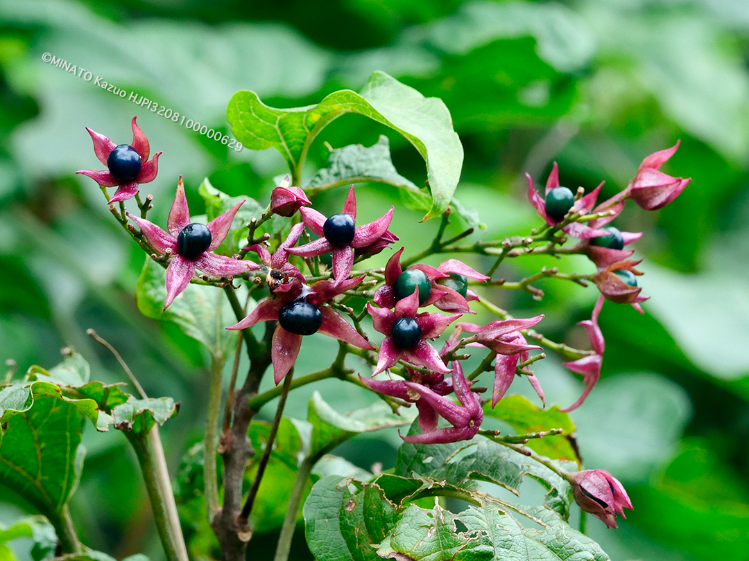 ショウロクサギ