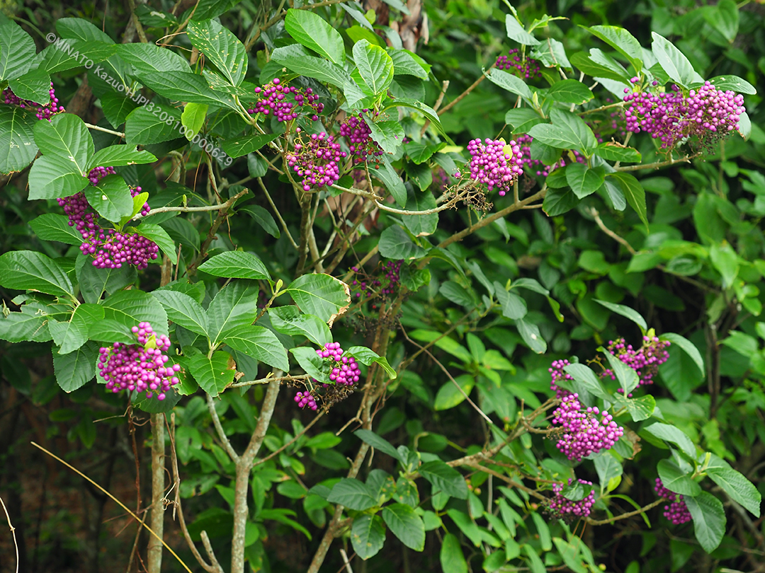 オオムラサキシキブ