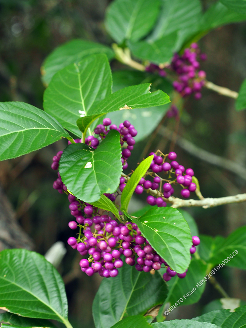 オオムラサキシキブ