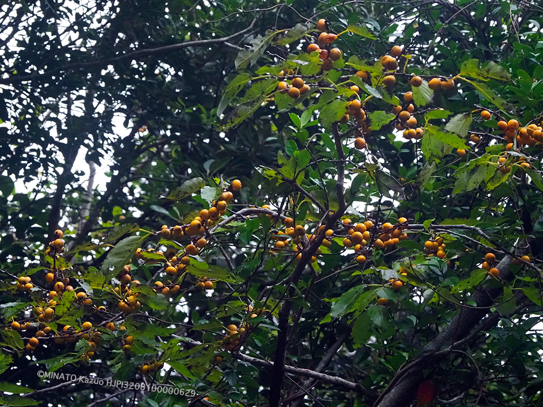 リュウキュウマメガキ