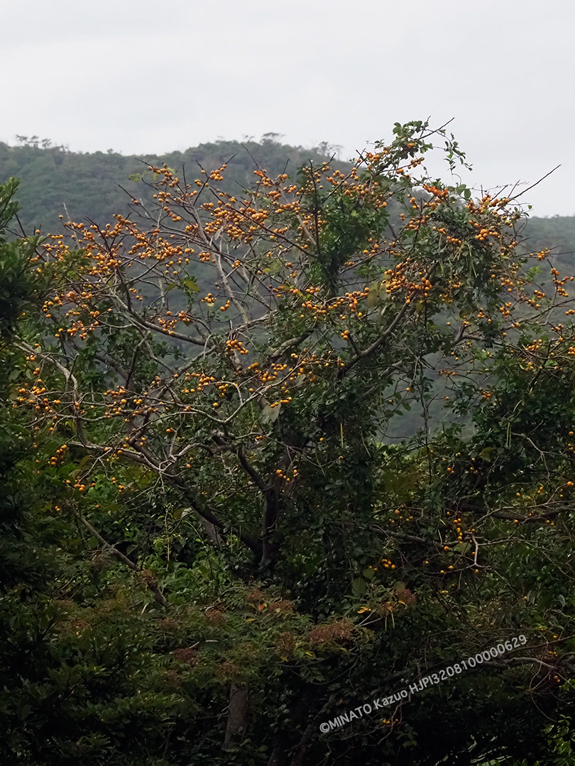 リュウキュウマメガキ
