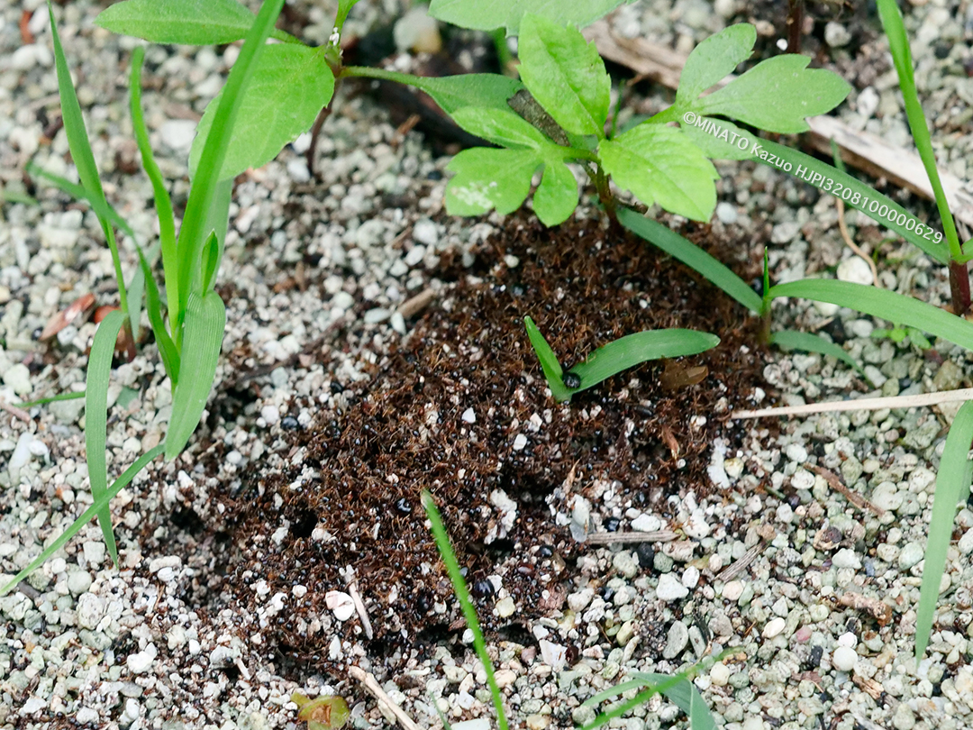 ツヤオオズアリ