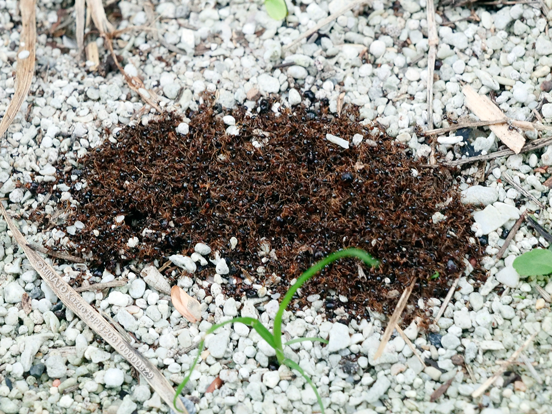 ツヤオオズアリ