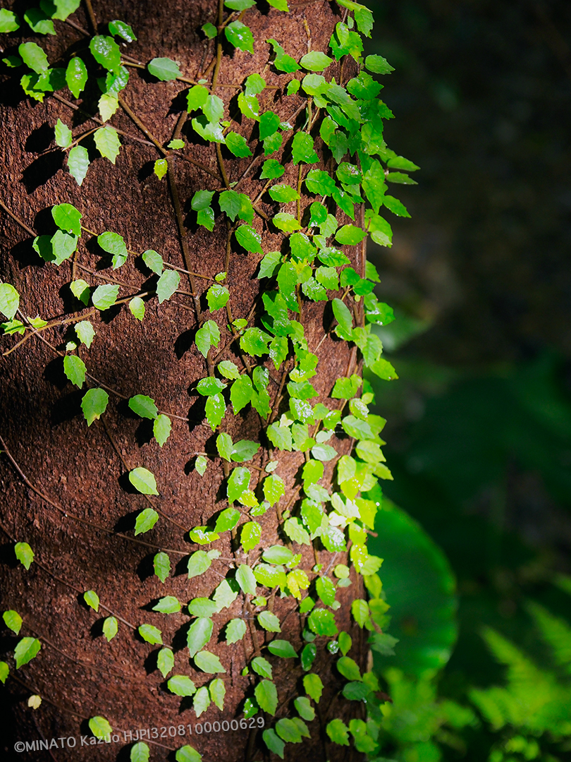 イタビカズラ？