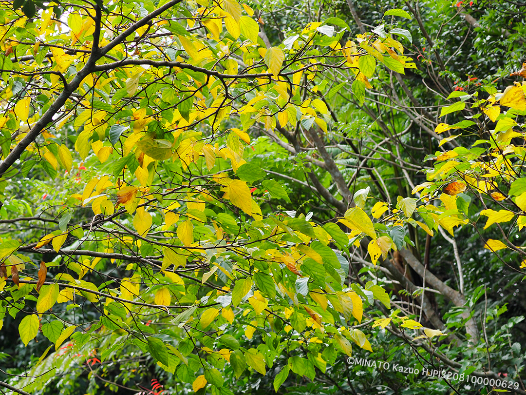 アカメガシワ黄葉