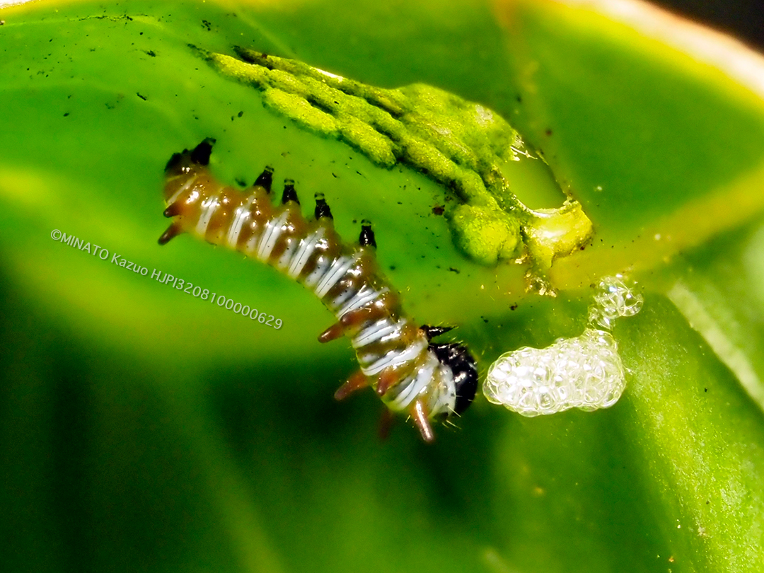 1齢幼虫