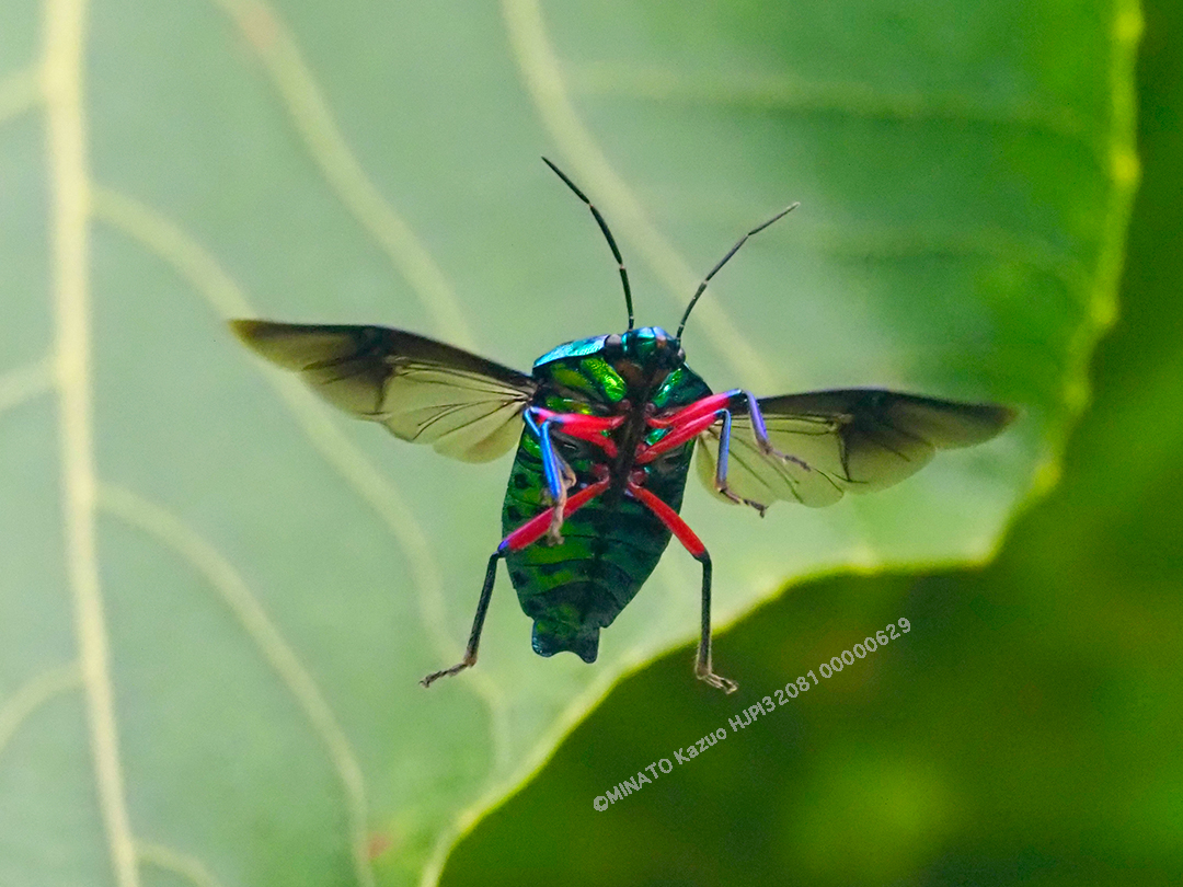 ナナホシキンカメムシ