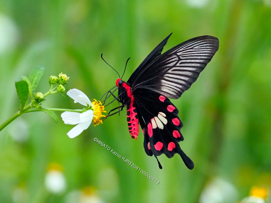ベニモンアゲハ